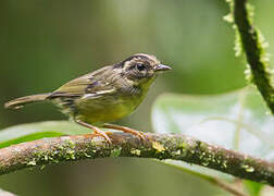 Black-eared Warbler