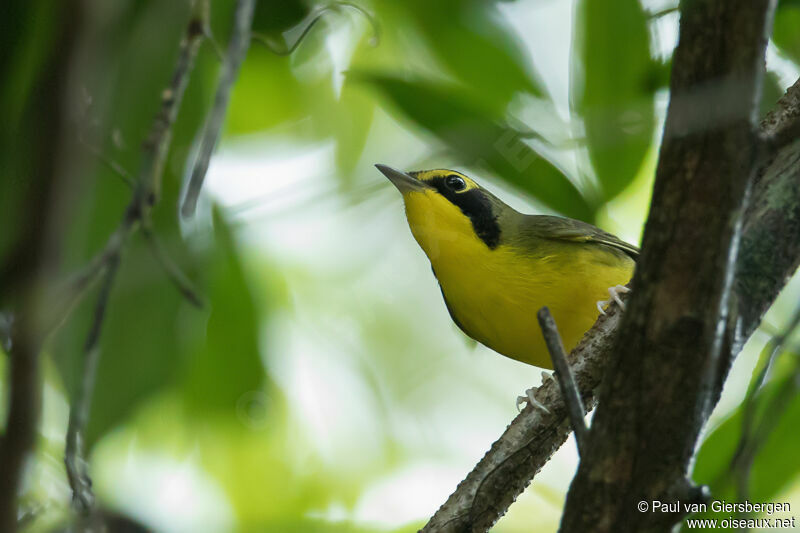 Kentucky Warbler