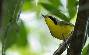 Kentucky Warbler