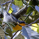 Paruline embrasée