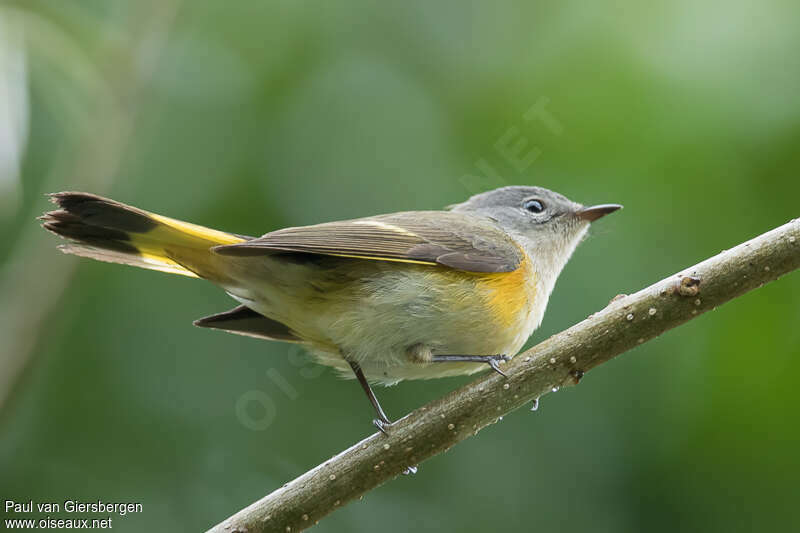 American Redstart female adult, pigmentation