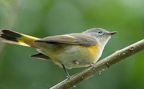 American Redstart