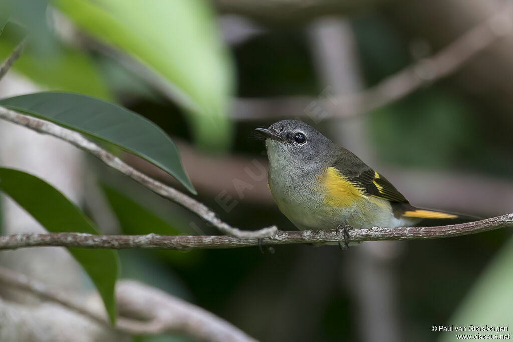 American Redstart female adult