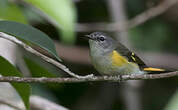 Paruline flamboyante