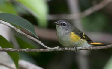 Paruline flamboyante