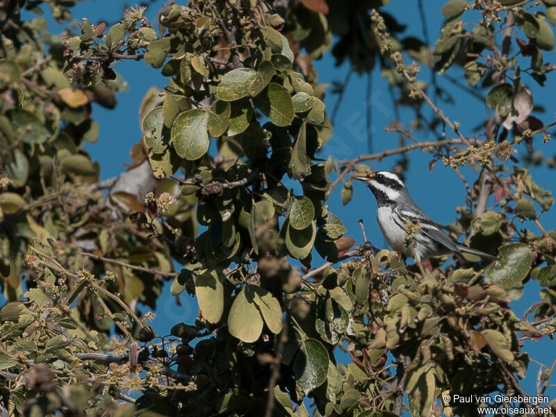 Black-throated Grey Warbler