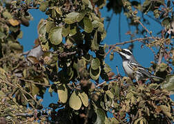 Black-throated Grey Warbler