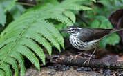 Paruline hochequeue