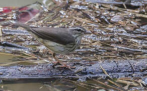 Louisiana Waterthrush