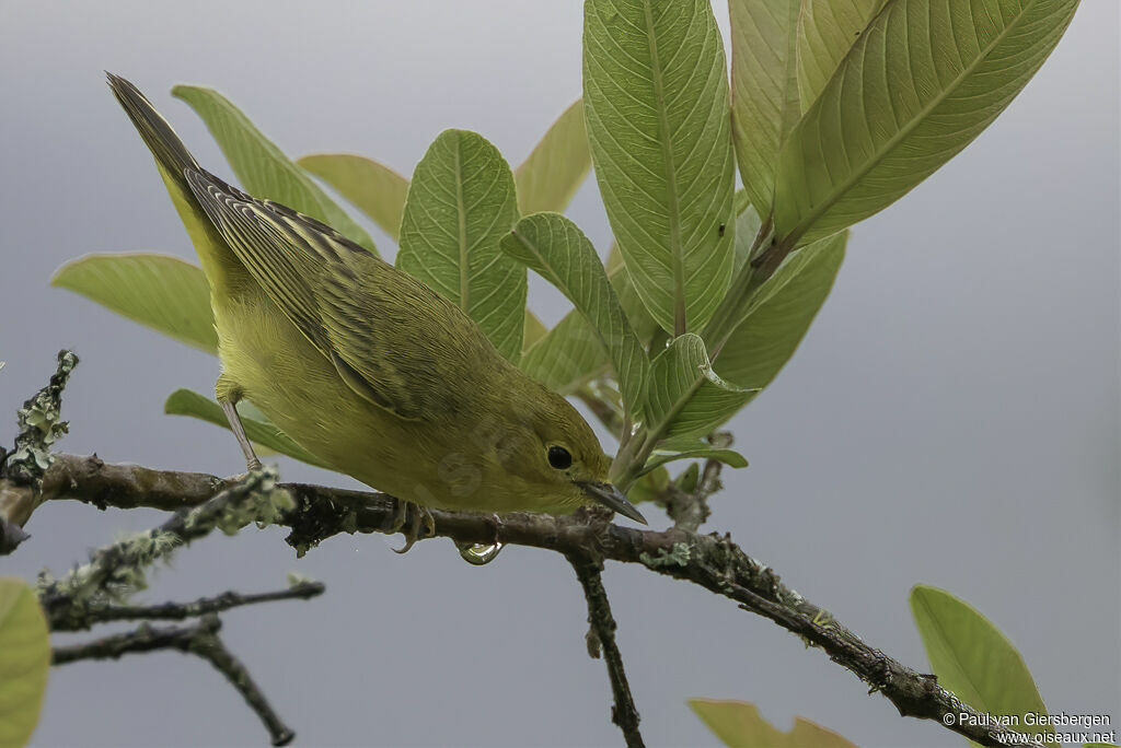 Paruline jauneadulte