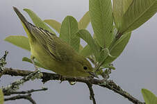 Paruline jaune