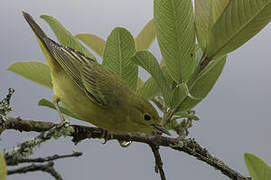 American Yellow Warbler