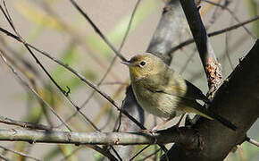 Common Yellowthroat