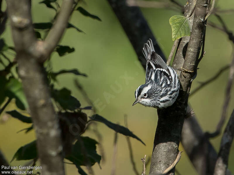 Paruline noir et blanc mâle 1ère année, Comportement