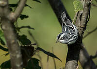 Paruline noir et blanc