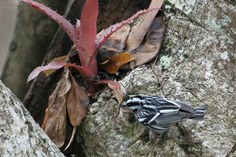 Paruline noir et blanc