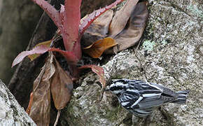 Paruline noir et blanc