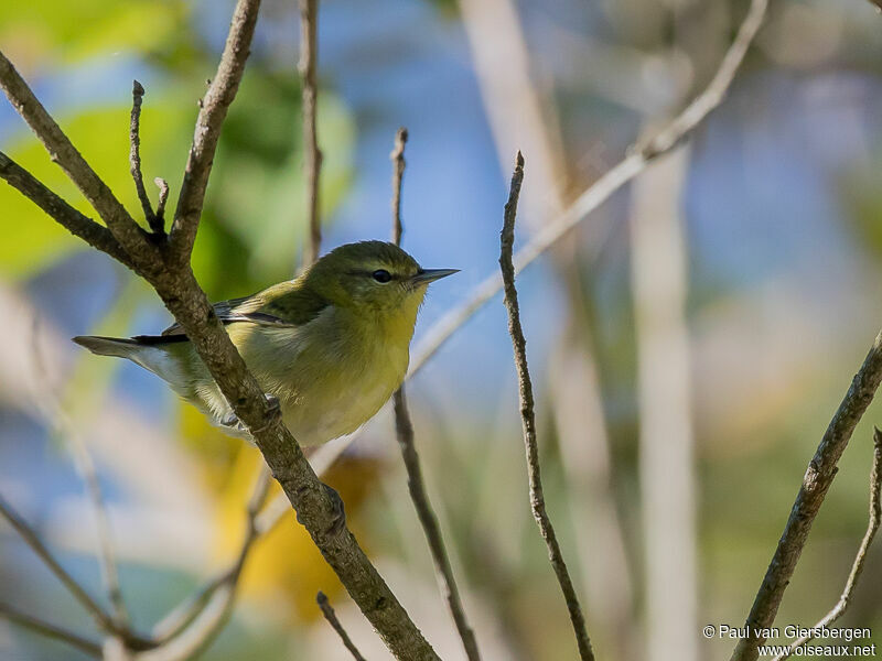 Tennessee Warbler