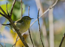 Tennessee Warbler