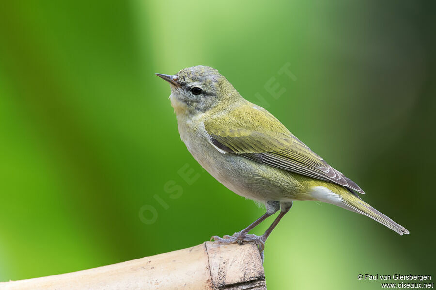 Paruline obscureadulte