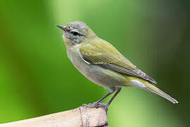 Tennessee Warbler