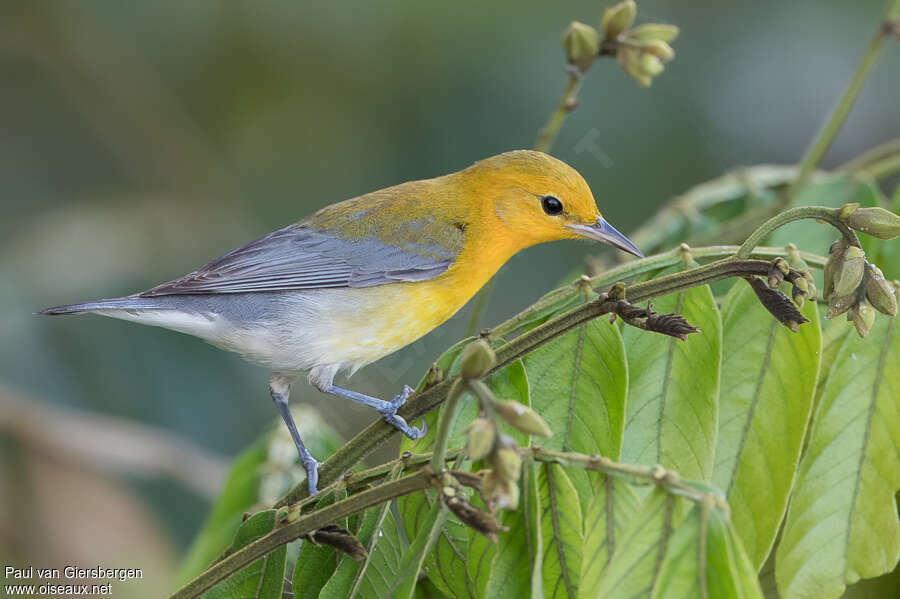 Prothonotary Warbler female adult, identification