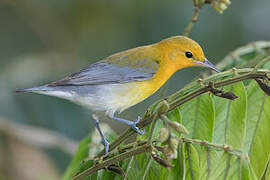 Prothonotary Warbler