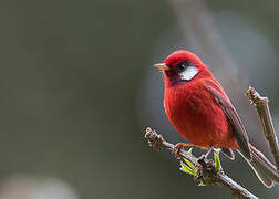 Red Warbler