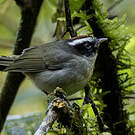 Paruline sombre