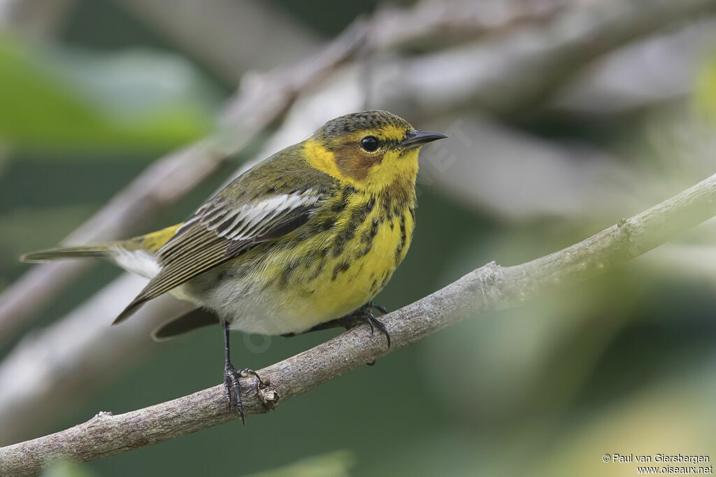 Paruline tigréeadulte