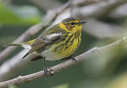 Cape May Warbler