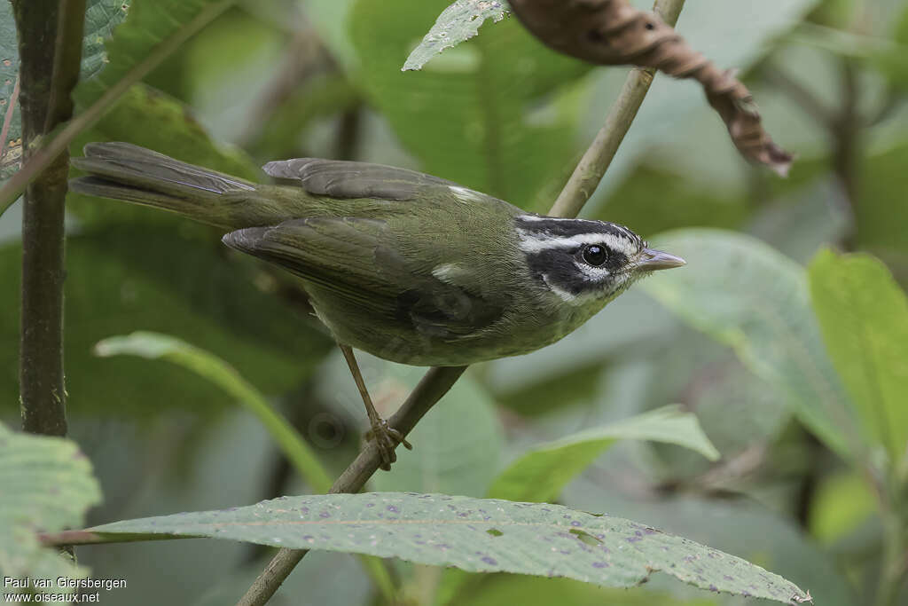 Three-striped Warbleradult, identification