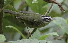 Three-striped Warbler