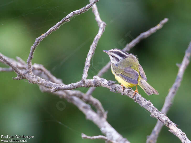 Three-striped Warbleradult