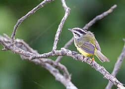 Three-striped Warbler