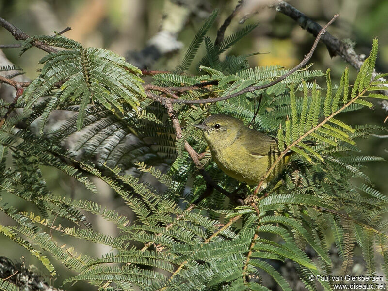 Orange-crowned Warbler