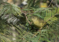 Orange-crowned Warbler