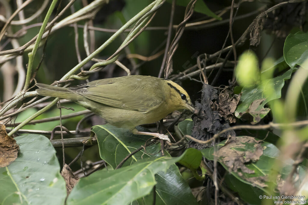 Paruline vermivoreadulte