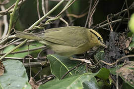 Worm-eating Warbler