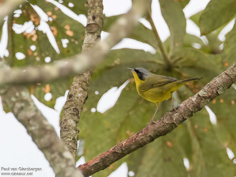 Southern Yellowthroatadult, identification