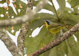 Southern Yellowthroat