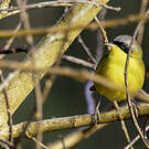 Paruline voilée