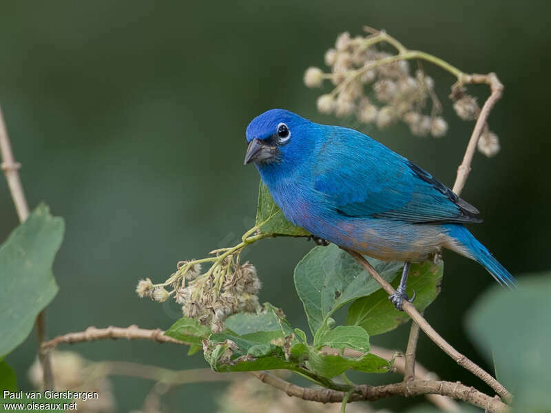 Rose-bellied Bunting male adult, pigmentation, eats