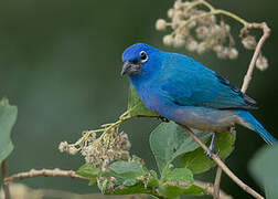 Rose-bellied Bunting