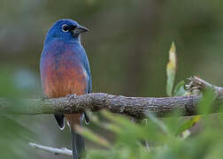 Rose-bellied Bunting