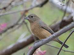 Rose-bellied Bunting