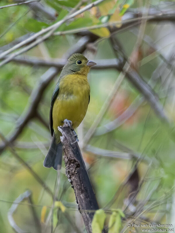 Orange-breasted Bunting