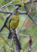 Orange-breasted Bunting