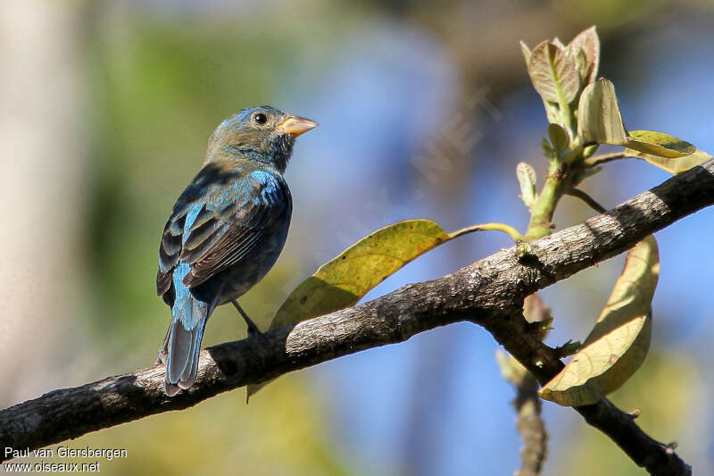 Passerin indigo mâle adulte transition, pigmentation