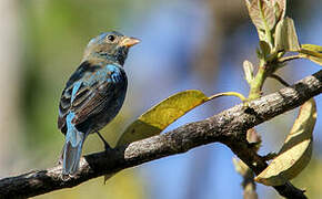 Passerin indigo